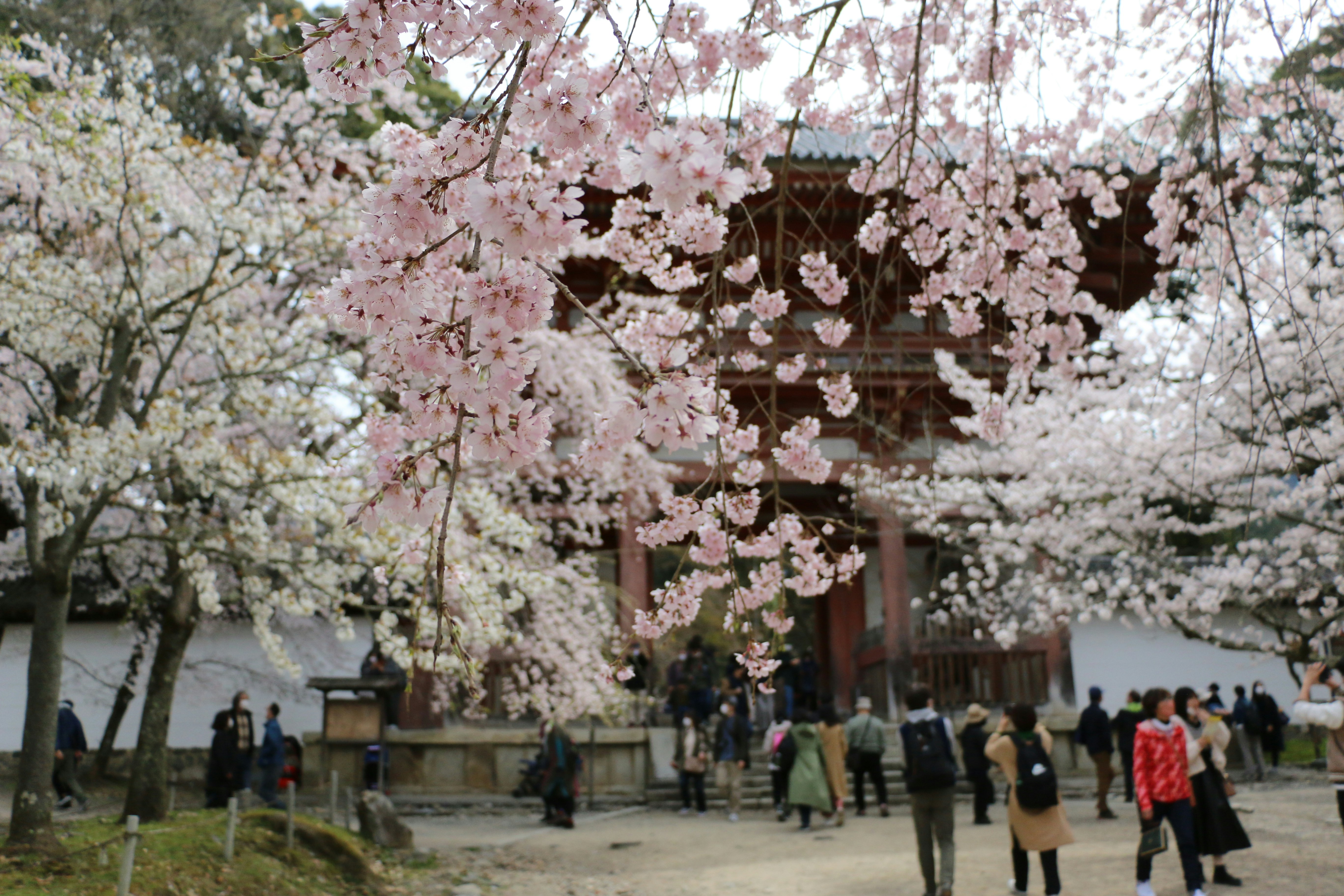 Cherry blossoms
