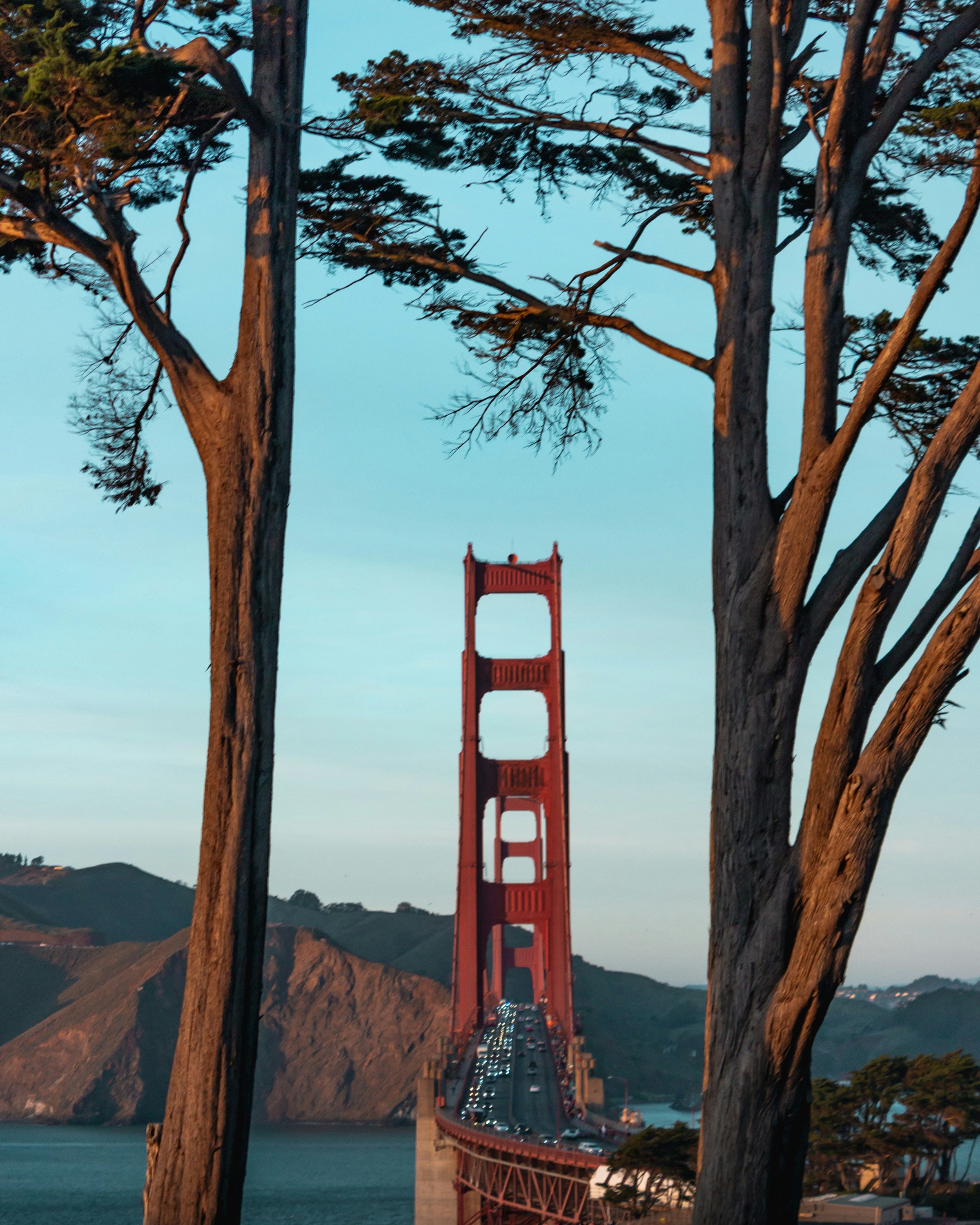 San Francisco trees