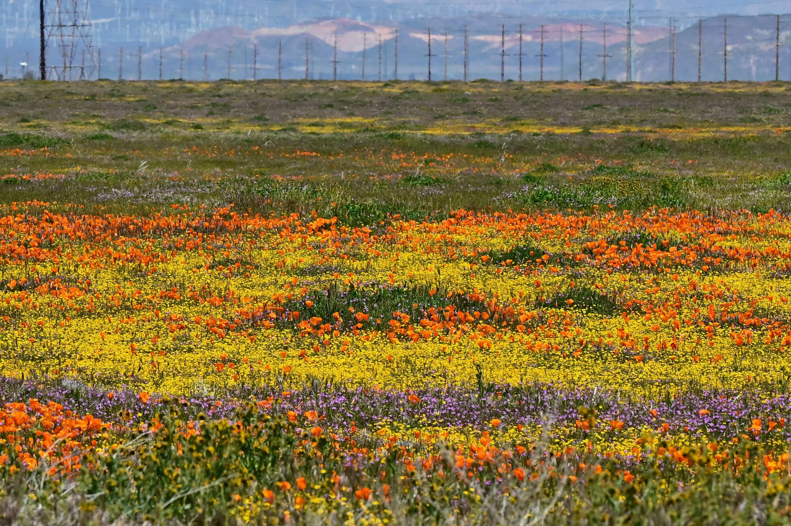 superbloom