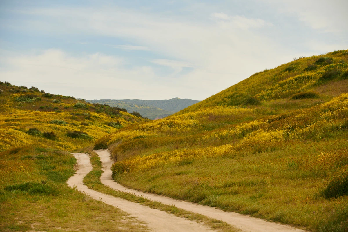 superbloom