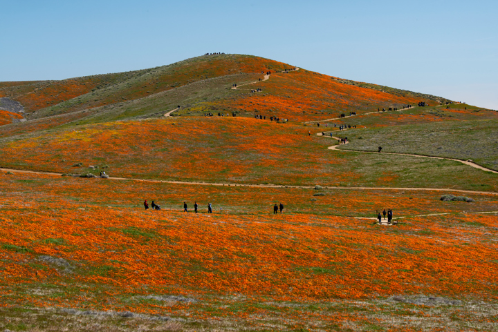superbloom