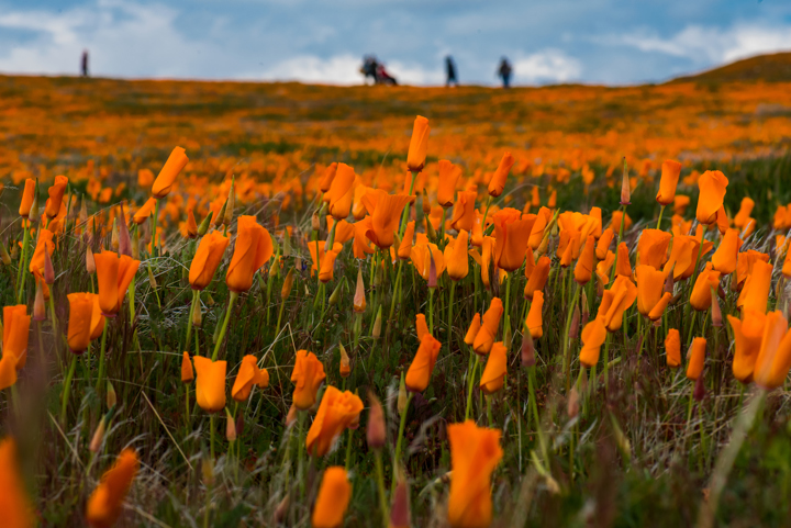 superbloom