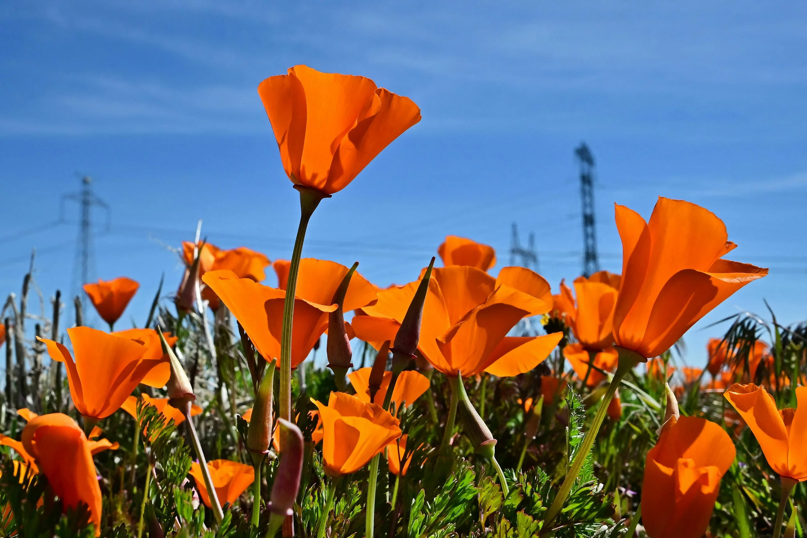 superbloom