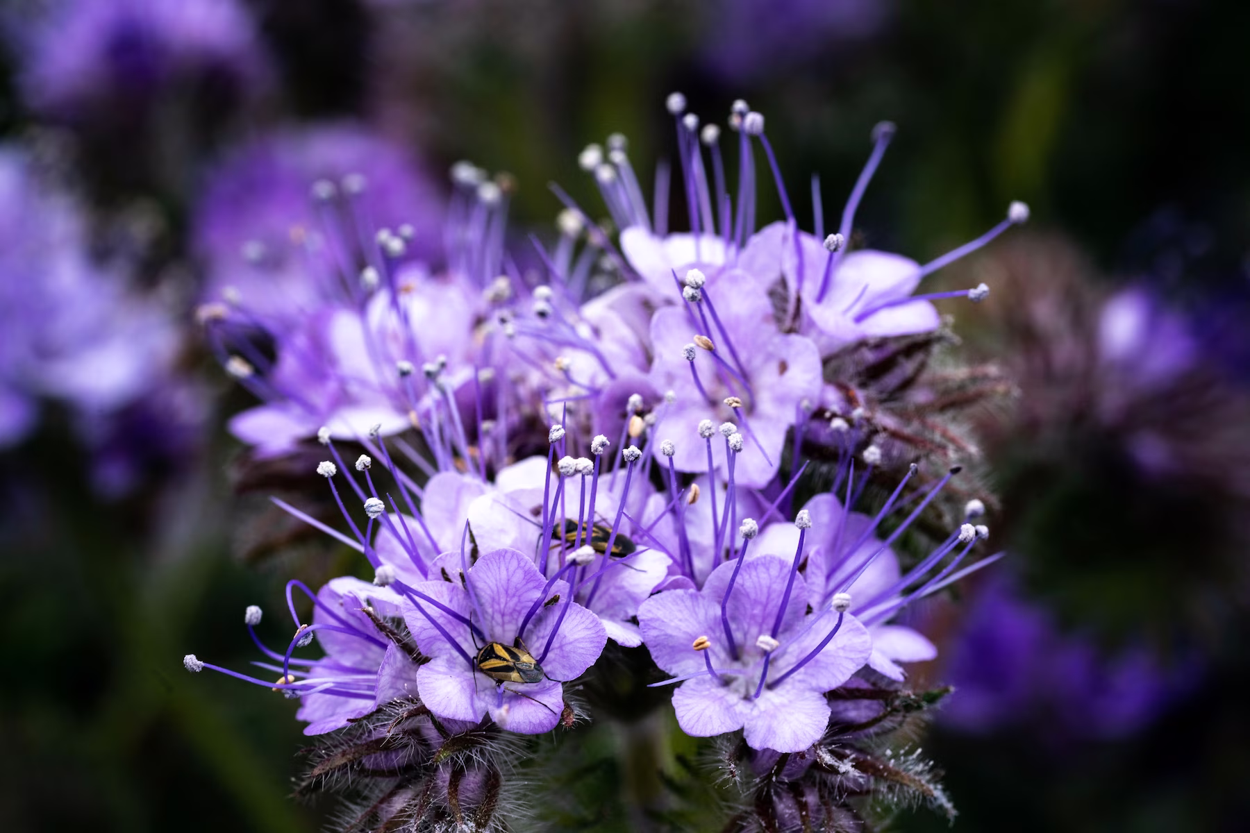 superbloom